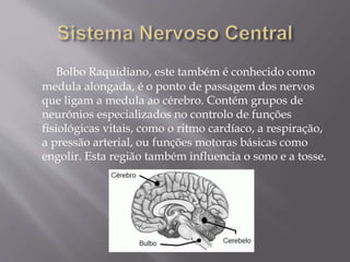 Bolbo Raquidiano, este também é conhecido como 
medula alongada, é o ponto de passagem dos nervos 
que ligam a medula ao cérebro. Contém grupos de 
neurónios especializados no controlo de funções 
fisiológicas vitais, como o ritmo cardíaco, a respiração, 
a pressão arterial, ou funções motoras básicas como 
engolir. Esta região também influencia o sono e a tosse. 
 