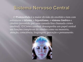 O Protencéfalo é a maior divisão do encéfalo e tem com 
estruturas o tálamo, o hipotálamo, o sistema límbico e 
cérebro (revestido por uma camada fina chamada córtex 
cerebral). O Córtex cerebral desempenha um papel central 
em funções complexas do cérebro como na memória, 
atenção, consciência, linguagem, perceção e pensamento. 
 