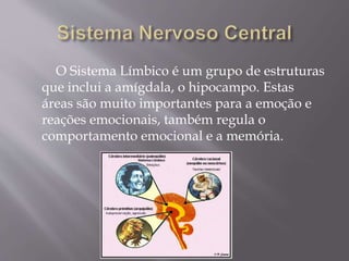 O Sistema Límbico é um grupo de estruturas 
que inclui a amígdala, o hipocampo. Estas 
áreas são muito importantes para a emoção e 
reações emocionais, também regula o 
comportamento emocional e a memória. 
 