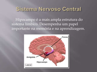Hipocampo é a mais ampla estrutura do 
sistema límbico. Desempenha um papel 
importante na memória e na aprendizagem. 
 