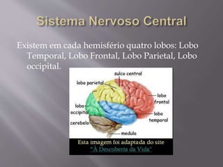 Existem em cada hemisfério quatro lobos: Lobo 
Temporal, Lobo Frontal, Lobo Parietal, Lobo 
occipital. 
