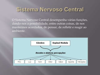 O Sistema Nervoso Central desempenha várias funções, 
dando-nos a possibilidade, entre outras coisas, de nos 
mantermos acordados, de pensar, de refletir e reagir ao 
ambiente. 
 
