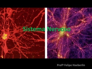 Sistema Nervoso
Profº Felipe Haeberlin
 