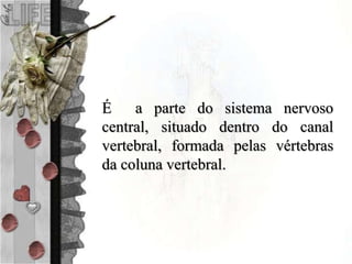 É a parte do sistema nervoso
central, situado dentro do canal
vertebral, formada pelas vértebras
da coluna vertebral.
 