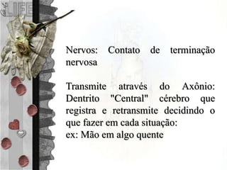 Nervos: Contato de terminação
nervosa
Transmite através do Axônio:
Dentrito "Central" cérebro que
registra e retransmite decidindo o
que fazer em cada situação:
ex: Mão em algo quente
 
