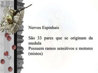 Nervos Espinhais
São 33 pares que se originam da
medula
Possuem ramos sensitivos e motores
(mistos)
 