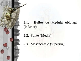 2.1. Bulbo ou Medula oblonga
(inferior)
2.2. Ponte (Media)
2.3. Mesencéfalo (superior)
 