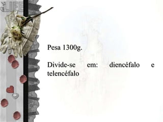 Pesa 1300g.
Divide-se em: diencéfalo e
telencéfalo
 