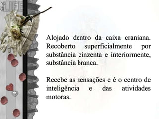 Alojado dentro da caixa craniana.
Recoberto superficialmente por
substância cinzenta e interiormente,
substância branca.
Recebe as sensações e é o centro de
inteligência e das atividades
motoras.
 
