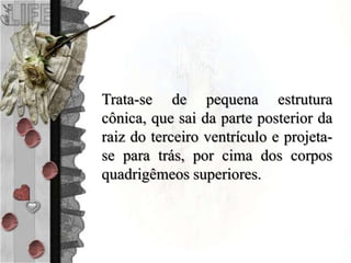 Trata-se de pequena estrutura
cônica, que sai da parte posterior da
raiz do terceiro ventrículo e projeta-
se para trás, por cima dos corpos
quadrigêmeos superiores.
 