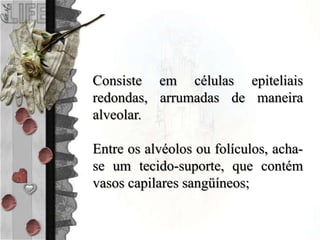 Consiste em células epiteliais
redondas, arrumadas de maneira
alveolar.
Entre os alvéolos ou folículos, acha-
se um tecido-suporte, que contém
vasos capilares sangüíneos;
 