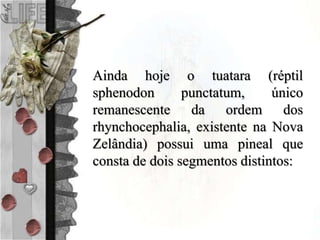 Ainda hoje o tuatara (réptil
sphenodon punctatum, único
remanescente da ordem dos
rhynchocephalia, existente na Nova
Zelândia) possui uma pineal que
consta de dois segmentos distintos:
 