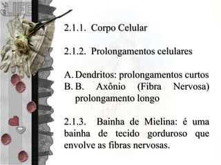 2.1.1. Corpo Celular
2.1.2. Prolongamentos celulares
A. Dendritos: prolongamentos curtos
B. B. Axônio (Fibra Nervosa)
prolongamento longo
2.1.3. Bainha de Mielina: é uma
bainha de tecido gorduroso que
envolve as fibras nervosas.
 