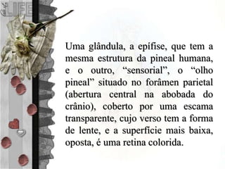 Uma glândula, a epífise, que tem a
mesma estrutura da pineal humana,
e o outro, “sensorial”, o “olho
pineal” situado no forâmen parietal
(abertura central na abobada do
crânio), coberto por uma escama
transparente, cujo verso tem a forma
de lente, e a superfície mais baixa,
oposta, é uma retina colorida.
 
