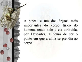 A pineal é um dos órgãos mais
importantes do corpo físico do
homem, tendo sido a ela atribuída,
por Descartes, a honra de ser o
ponto em que a alma se prendia ao
corpo.
 