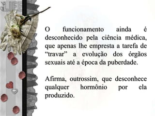 O funcionamento ainda é
desconhecido pela ciência médica,
que apenas lhe empresta a tarefa de
“travar” a evolução dos órgãos
sexuais até a época da puberdade.
Afirma, outrossim, que desconhece
qualquer hormônio por ela
produzido.
 