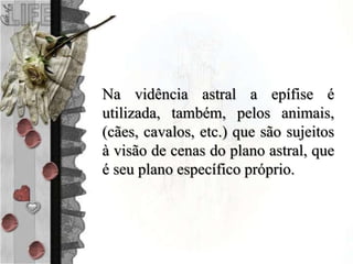 Na vidência astral a epífise é
utilizada, também, pelos animais,
(cães, cavalos, etc.) que são sujeitos
à visão de cenas do plano astral, que
é seu plano específico próprio.
 