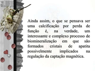 Ainda assim, o que se pensava ser
uma calcificação por perda de
função é, na verdade, um
interessante e complexo processo de
biomineralização em que são
formados cristais de apatita
possivelmente implicados na
regulação da captação magnética.
 