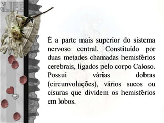 É a parte mais superior do sistema
nervoso central. Constituído por
duas metades chamadas hemisférios
cerebrais, ligados pelo corpo Caloso.
Possui várias dobras
(circunvoluções), vários sucos ou
cisuras que dividem os hemisférios
em lobos.
 
