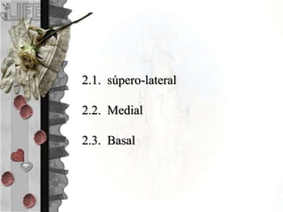 2.1. súpero-lateral
2.2. Medial
2.3. Basal
 