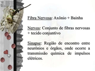 Fibra Nervosa: Axônio + Bainha
Nervos: Conjunto de fibras nervosas
+ tecido conjuntivo
Sinapse: Região de encontro entre
neurônios e órgãos, onde ocorre a
transmissão química de impulsos
elétricos.
 