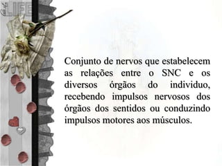 Conjunto de nervos que estabelecem
as relações entre o SNC e os
diversos órgãos do individuo,
recebendo impulsos nervosos dos
órgãos dos sentidos ou conduzindo
impulsos motores aos músculos.
 