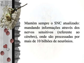 Mantém sempre o SNC atualizado:
mandando informações através dos
nervos sensitivos (referente ao
cérebro), onde são processadas por
mais de 10 bilhões de neurônios.
 