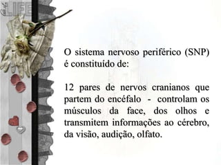 O sistema nervoso periférico (SNP)
é constituído de:
12 pares de nervos cranianos que
partem do encéfalo - controlam os
músculos da face, dos olhos e
transmitem informações ao cérebro,
da visão, audição, olfato.
 
