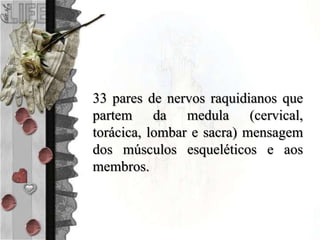 33 pares de nervos raquidianos que
partem da medula (cervical,
torácica, lombar e sacra) mensagem
dos músculos esqueléticos e aos
membros.
 