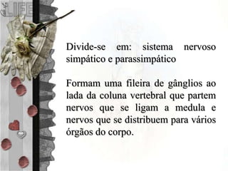 Divide-se em: sistema nervoso
simpático e parassimpático
Formam uma fileira de gânglios ao
lada da coluna vertebral que partem
nervos que se ligam a medula e
nervos que se distribuem para vários
órgãos do corpo.
 