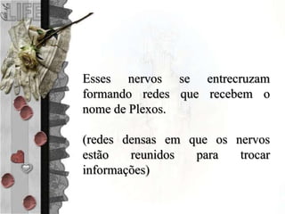 Esses nervos se entrecruzam
formando redes que recebem o
nome de Plexos.
(redes densas em que os nervos
estão reunidos para trocar
informações)
 