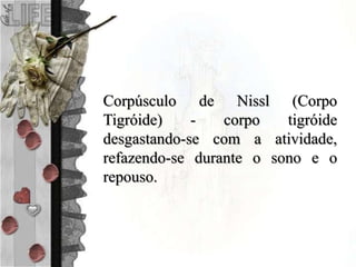 Corpúsculo de Nissl (Corpo
Tigróide) - corpo tigróide
desgastando-se com a atividade,
refazendo-se durante o sono e o
repouso.
 