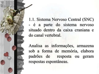1.1. Sistema Nervoso Central (SNC)
- é a parte do sistema nervoso
situado dentro da caixa craniana e
do canal vertebral.
Analisa as informações, armazena
sob a forma de memória, elabora
padrões de resposta ou geram
respostas espontâneas.
 