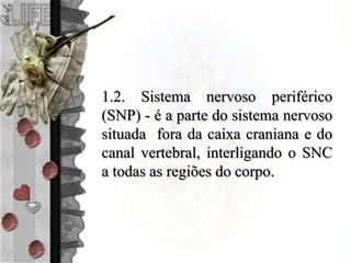1.2. Sistema nervoso periférico
(SNP) - é a parte do sistema nervoso
situada fora da caixa craniana e do
canal vertebral, interligando o SNC
a todas as regiões do corpo.
 