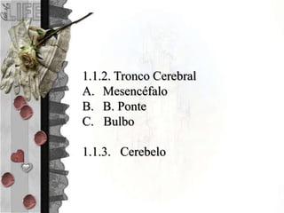1.1.2. Tronco Cerebral
A. Mesencéfalo
B. B. Ponte
C. Bulbo
1.1.3. Cerebelo
 