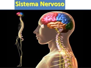 Sistema nervoso - Prof. Augusto Del Neri