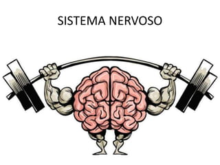 SISTEMA NERVOSO
 