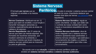 Sistema nervoso