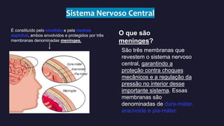 Sistema nervoso