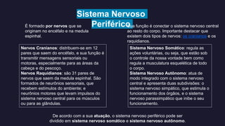Sistema Nervoso
PeriféricoÉ formado por nervos que se
originam no encéfalo e na medula
espinhal.
Sua função é conectar o s...