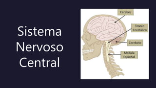Sistema
Nervoso
Central
 