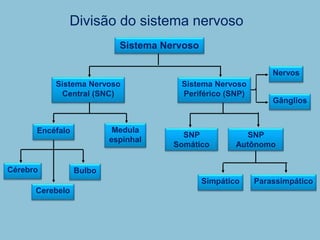 Divisão do sistema nervoso
Cérebro
Sistema Nervoso
Sistema Nervoso
Central (SNC)
Encéfalo Medula
espinhal
Bulbo
Cerebelo
Nervos
SNP
Somático
SNP
Autônomo
Simpático Parassimpático
Gânglios
Sistema Nervoso
Periférico (SNP)
 