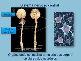 Sistema nervoso central
Órgãos onde se localiza a maioria dos corpos
celulares dos neurônios
Encéfalo
Medula
espinhal
 