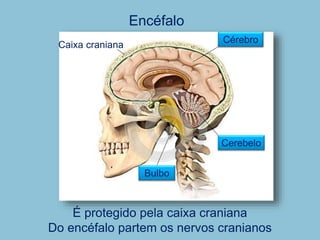 Encéfalo
É protegido pela caixa craniana
Do encéfalo partem os nervos cranianos
Cérebro
Cerebelo
Bulbo
Caixa craniana
 
