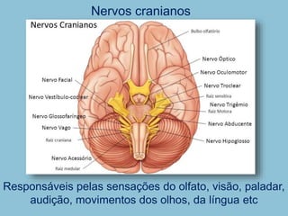 Nervos cranianos
Responsáveis pelas sensações do olfato, visão, paladar,
audição, movimentos dos olhos, da língua etc
 