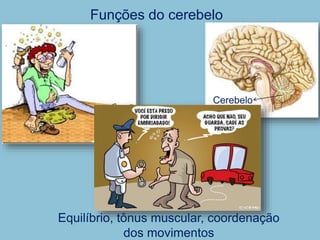 Funções do cerebelo
Equilíbrio, tônus muscular, coordenação
dos movimentos
Cerebelo
 