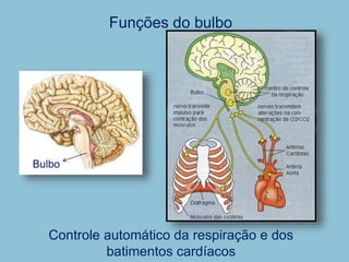 Funções do bulbo
Bulbo
Controle automático da respiração e dos
batimentos cardíacos
 