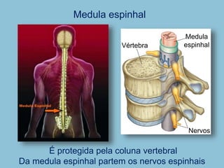 Medula espinhal
É protegida pela coluna vertebral
Da medula espinhal partem os nervos espinhais
Medula
espinhal
Vértebra
Nervos
 