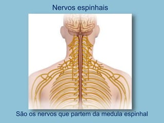 Nervos espinhais
São os nervos que partem da medula espinhal
 