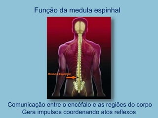 Função da medula espinhal
Comunicação entre o encéfalo e as regiões do corpo
Gera impulsos coordenando atos reflexos
 